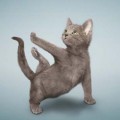 吃猫的鱼